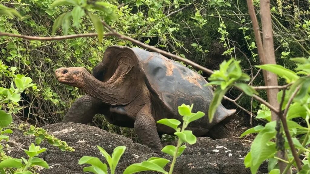 salvar extinción tortugas Galápagos