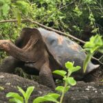 ¿Cómo lograron salvar de la extinción a las tortugas de Galápagos?